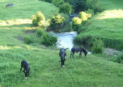 foto 13 Mietobjekt von Privatpersonen La Bastide-Clairence gite Aquitanien Pyrenen (Atlantik) Ansicht des Objektes