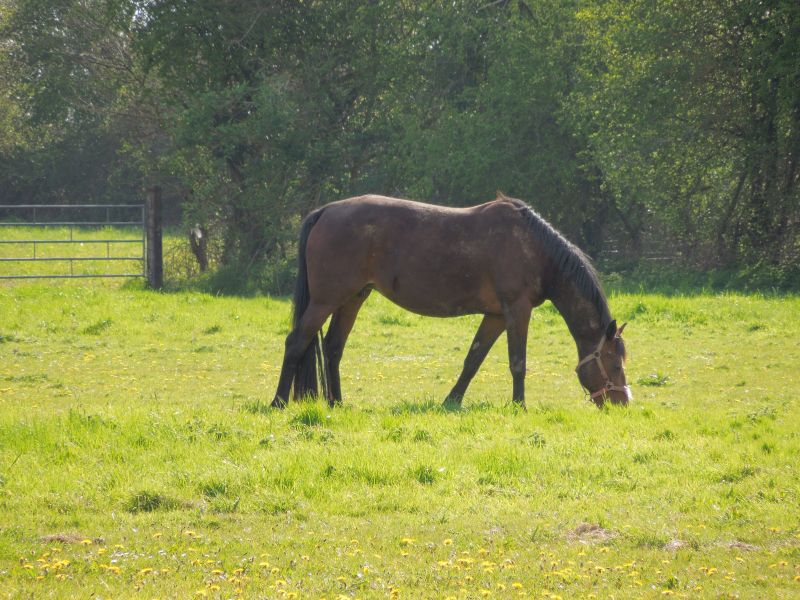 foto 11 Mietobjekt von Privatpersonen Bayeux gite Basse-Normandie Calva