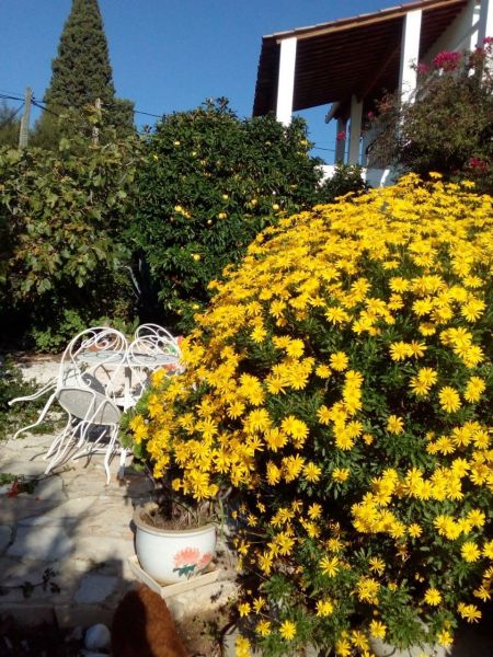 foto 12 Mietobjekt von Privatpersonen Cavalaire-sur-Mer villa Provence-Alpes-Cte d'Azur Var Garten