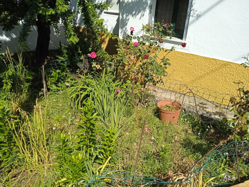 foto 9 Mietobjekt von Privatpersonen Evora maison Alentejo  Garten