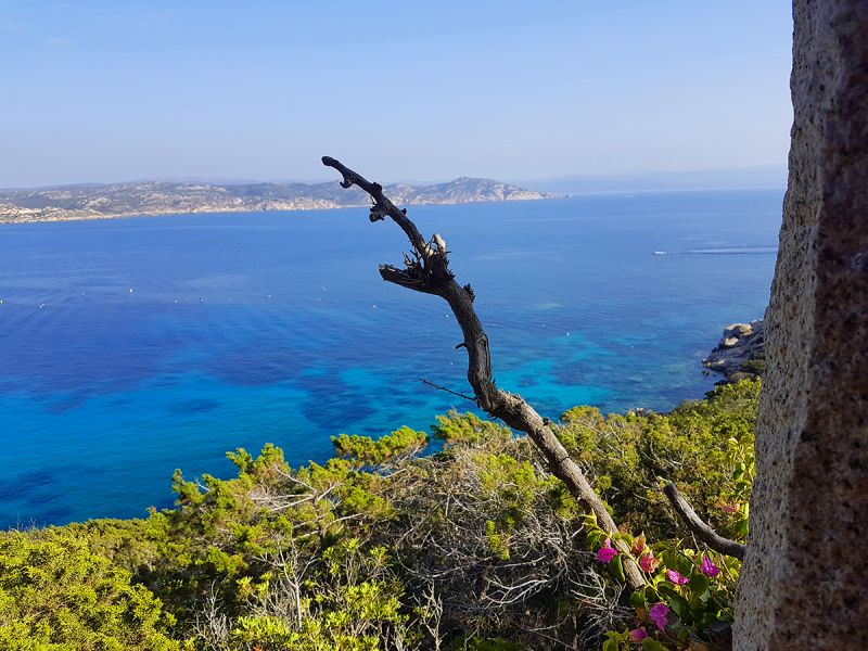 foto 4 Mietobjekt von Privatpersonen Santa Teresa di Gallura villa Sardinien Olbia Tempio (+ Umland) Ausblick von der Terrasse