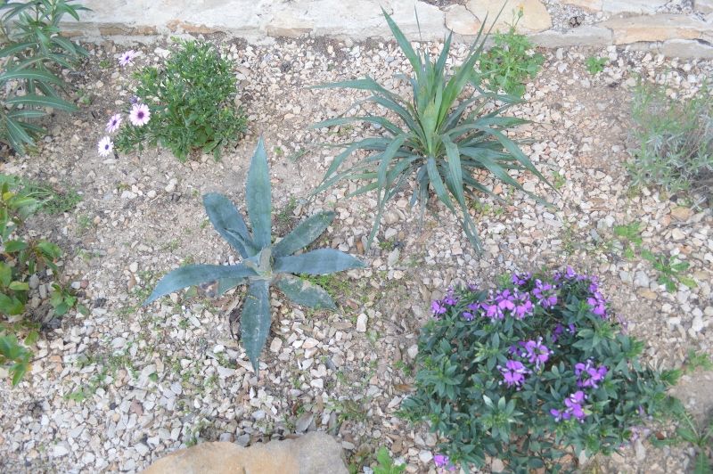 foto 14 Mietobjekt von Privatpersonen La Ciotat gite Provence-Alpes-Cte d'Azur Bouches du Rhne Garten