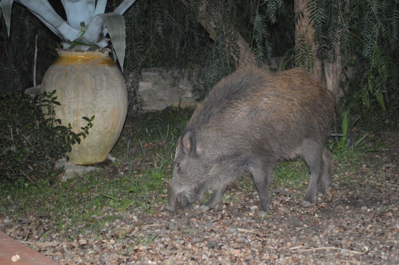 foto 24 Mietobjekt von Privatpersonen La Ciotat gite Provence-Alpes-Cte d'Azur Bouches du Rhne Garten