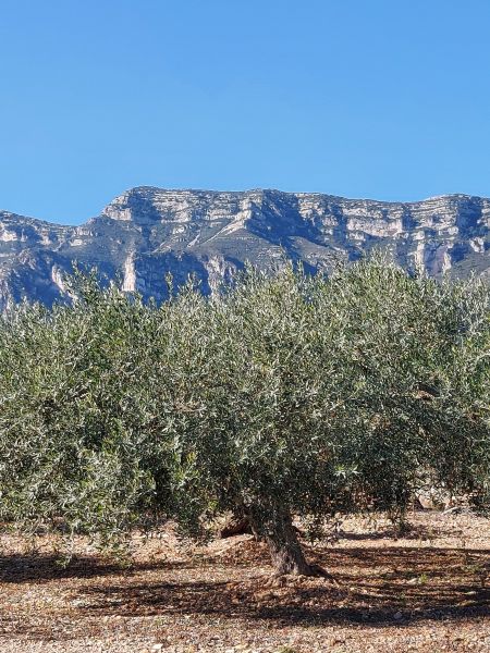 foto 26 Mietobjekt von Privatpersonen Alcanar appartement Katalonien Provinz Tarragona Nahaufnahme