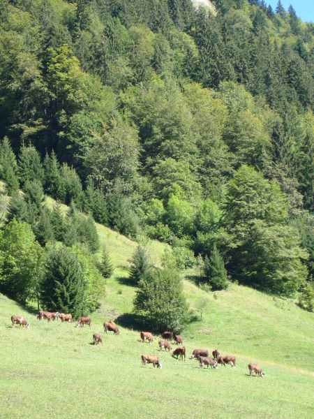 foto 17 Mietobjekt von Privatpersonen Le Grand Bornand appartement Rhne-Alpes Haute-Savoie Ausblick aus der Ferienunterkunft