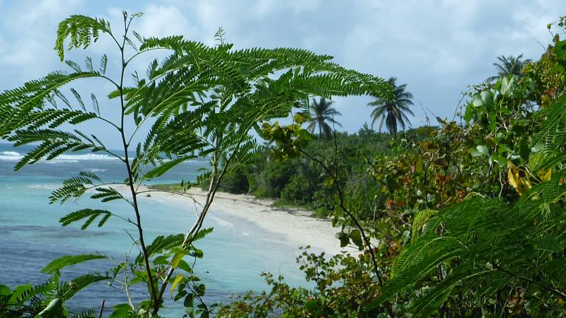 foto 8 Mietobjekt von Privatpersonen Sainte Anne (Guadeloupe) gite Grande Terre  Strand