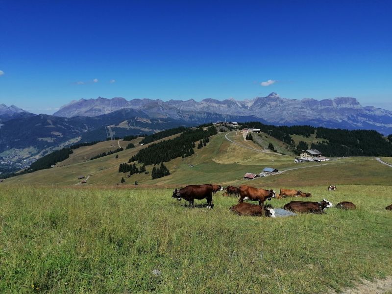 foto 8 Mietobjekt von Privatpersonen Saint Gervais Mont-Blanc studio Rhne-Alpes Haute-Savoie Nahaufnahme