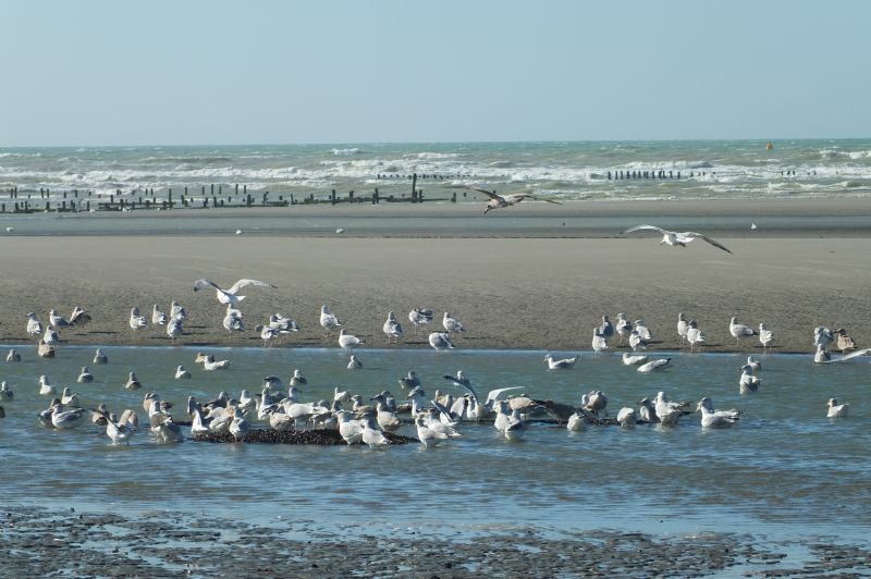 foto 12 Mietobjekt von Privatpersonen Le Crotoy appartement Picardie Somme Strand