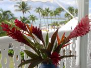 Ferienunterknfte ferienwohnungen Antillen: appartement Nr. 31362