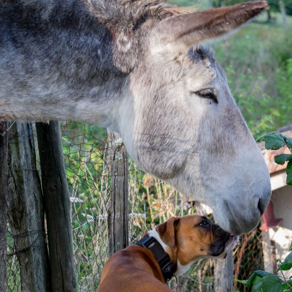 foto 17 Mietobjekt von Privatpersonen Bergerac gite Aquitanien Dordogne Ausblick aus der Ferienunterkunft