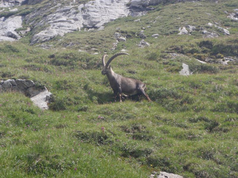 foto 21 Mietobjekt von Privatpersonen Pralognan la Vanoise appartement Rhne-Alpes Savoyen andere