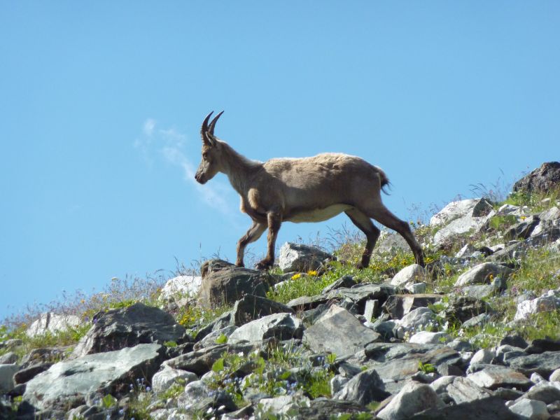 foto 22 Mietobjekt von Privatpersonen Pralognan la Vanoise appartement Rhne-Alpes Savoyen andere