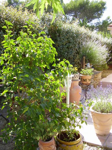 foto 6 Mietobjekt von Privatpersonen Le Castellet bungalow Provence-Alpes-Cte d'Azur Var Garten