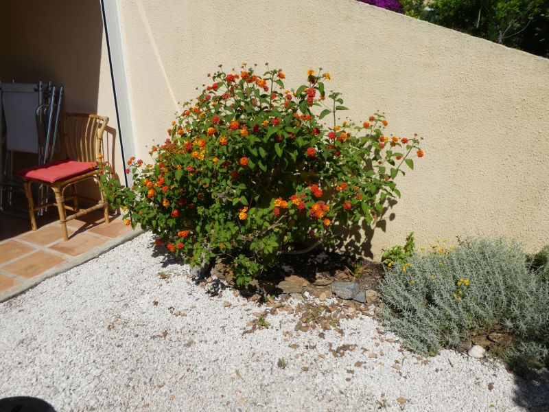 foto 12 Mietobjekt von Privatpersonen Bormes Les Mimosas studio Provence-Alpes-Cte d'Azur Var Garten