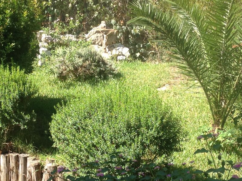 foto 16 Mietobjekt von Privatpersonen Gallipoli appartement Apulien Lecce (+Umland) Garten