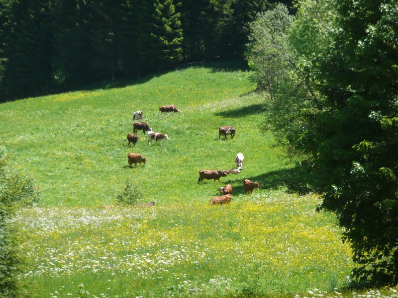 foto 15 Mietobjekt von Privatpersonen Chtel appartement Rhne-Alpes Haute-Savoie