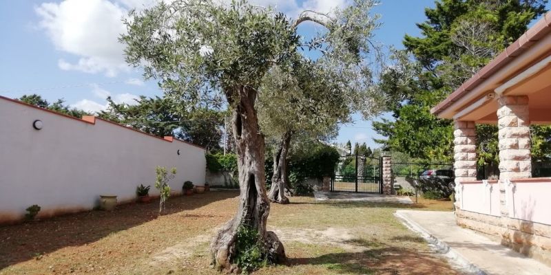 foto 22 Mietobjekt von Privatpersonen Alghero villa Sardinien Sassari (+Umland) Garten