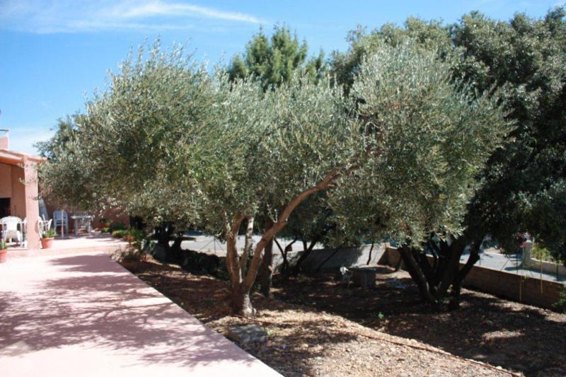 foto 11 Mietobjekt von Privatpersonen Saint Rmy de Provence maison Provence-Alpes-Cte d'Azur Bouches du Rhne Ausblick von der Terrasse