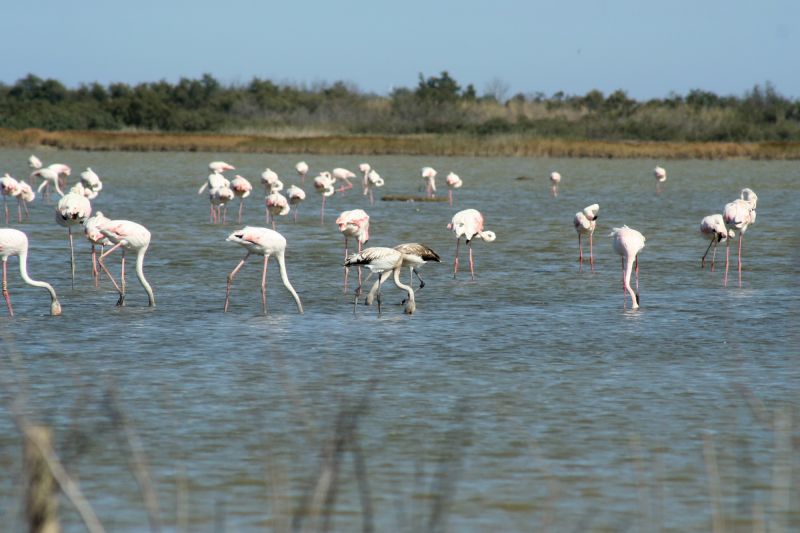 foto 15 Mietobjekt von Privatpersonen Canet-en-Roussillon studio Languedoc-Roussillon Pyrenen (Mittelmeer) Nahaufnahme