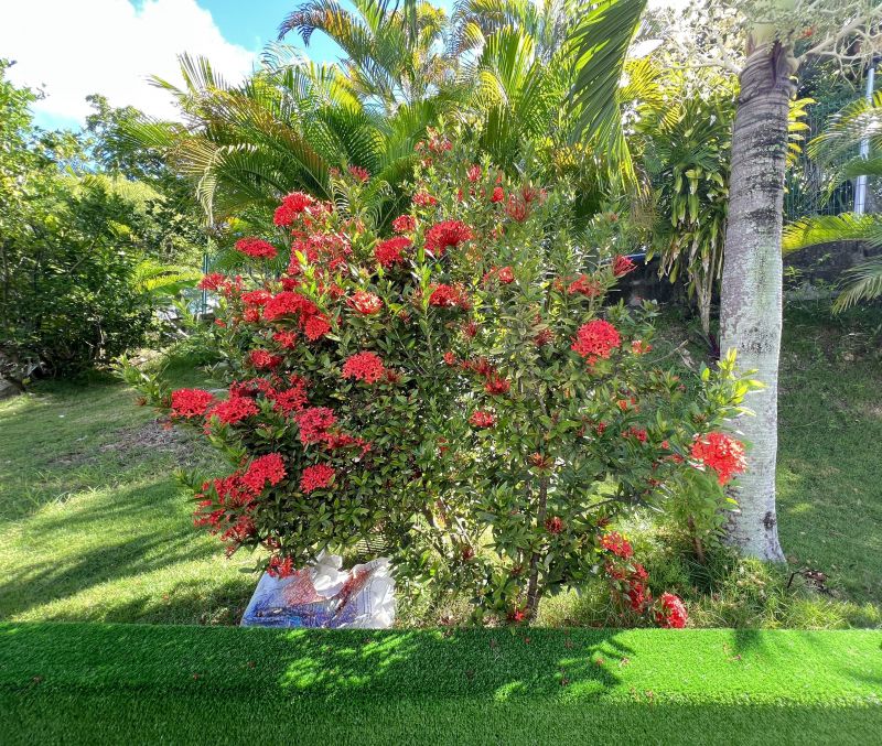 foto 8 Mietobjekt von Privatpersonen Le Gosier (Guadeloupe) studio Grande Terre  Garten