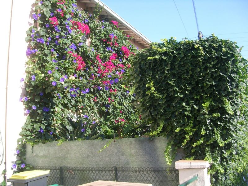 foto 1 Mietobjekt von Privatpersonen Perpignan maison Languedoc-Roussillon Pyrenen (Mittelmeer) Balkon