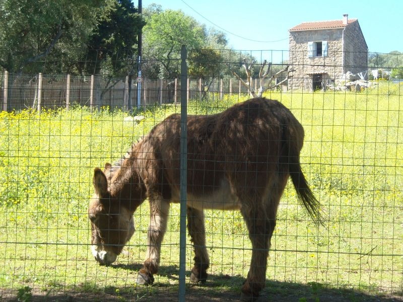 foto 28 Mietobjekt von Privatpersonen Porto Pollo villa Korsika Corse du Sud