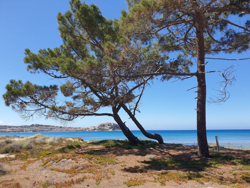 foto 17 Mietobjekt von Privatpersonen Calvi maison Korsika Haute-Corse Strand
