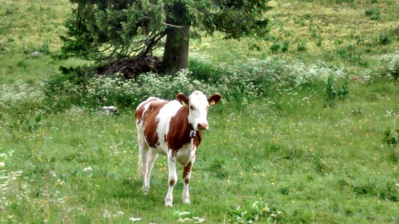 foto 22 Mietobjekt von Privatpersonen Les Rousses appartement Franche-Comt Jura Nahaufnahme