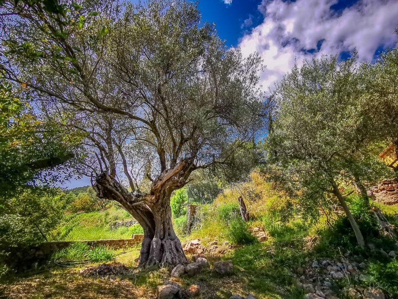 foto 1 Mietobjekt von Privatpersonen Cuers studio Provence-Alpes-Cte d'Azur Var Ausblick aus der Ferienunterkunft