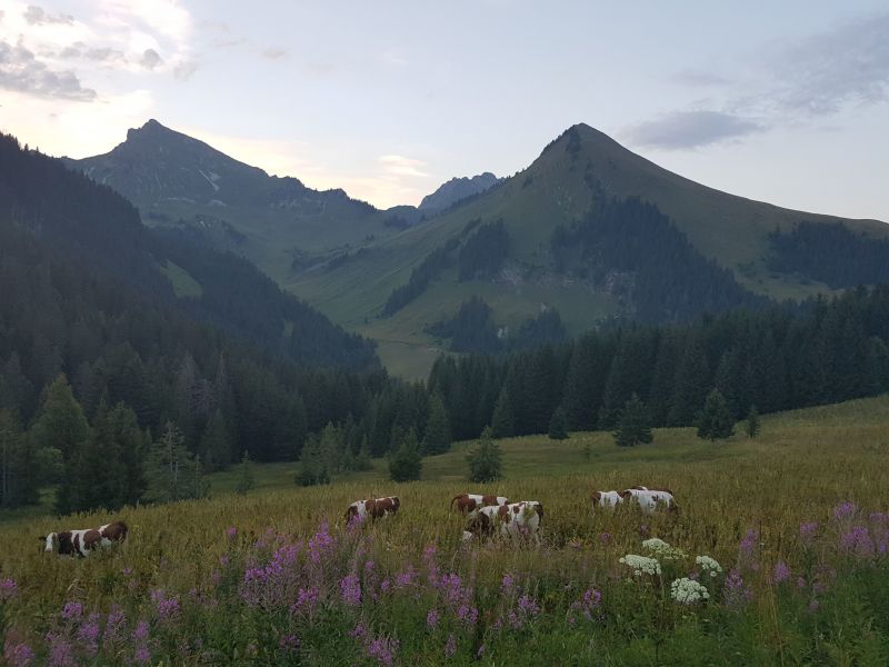 foto 21 Mietobjekt von Privatpersonen Praz de Lys Sommand appartement Rhne-Alpes Haute-Savoie Ausblick aus der Ferienunterkunft