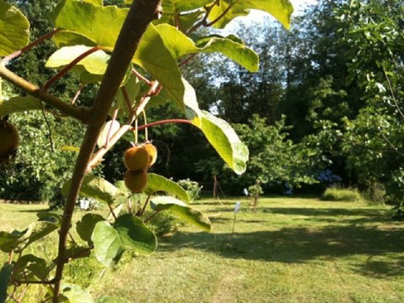 foto 13 Mietobjekt von Privatpersonen Bergerac gite Aquitanien Dordogne Garten
