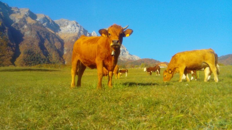 foto 14 Mietobjekt von Privatpersonen Albertville gite Rhne-Alpes Savoyen Nahaufnahme