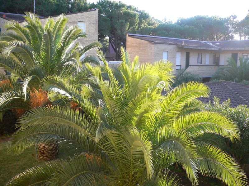 foto 2 Mietobjekt von Privatpersonen Principina a Mare appartement Toskana Grosseto (+Umland) Ausblick von der Terrasse