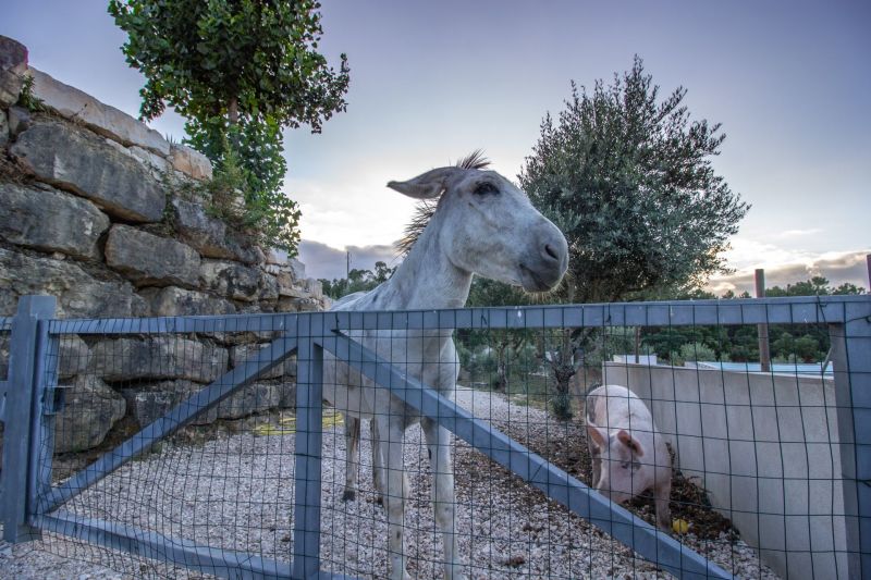 foto 24 Mietobjekt von Privatpersonen Ourm villa Estremadura  e Ribatejo Ribatejo Ausblick von der Terrasse