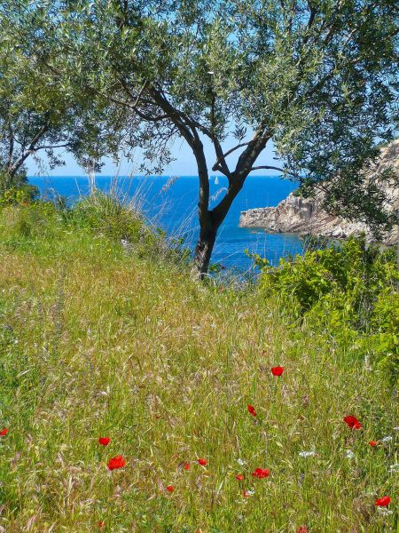 foto 27 Mietobjekt von Privatpersonen Rio nell'Elba appartement Toskana Elba Nahaufnahme