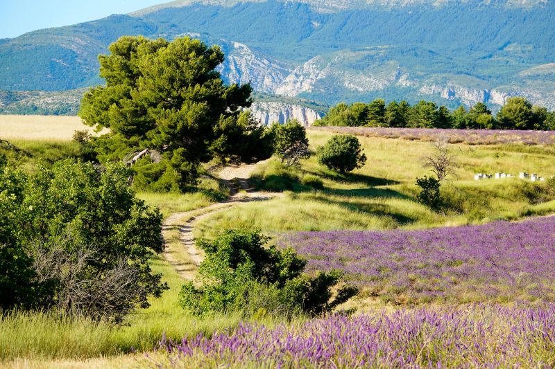 foto 20 Mietobjekt von Privatpersonen Allemagne en Provence maison Provence-Alpes-Cte d'Azur Alpes de Haute-Provence Nahaufnahme