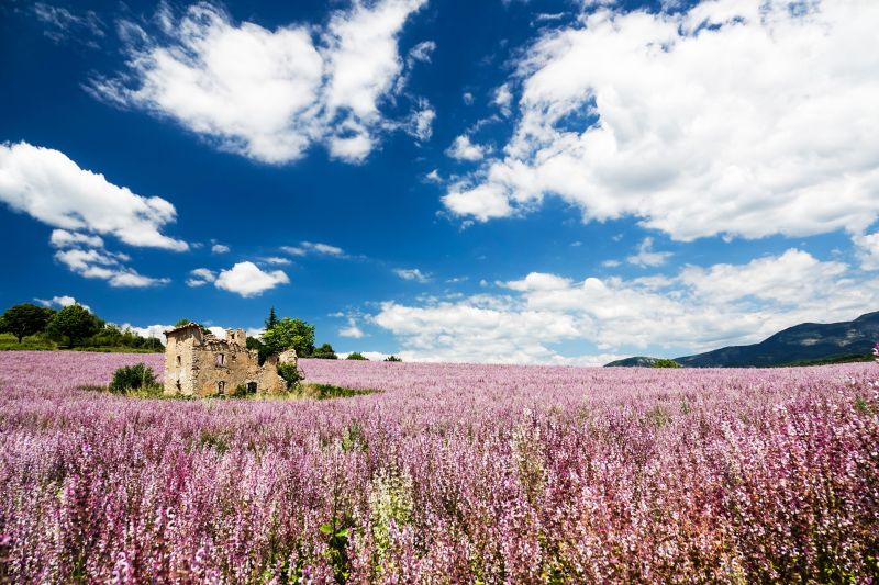 foto 21 Mietobjekt von Privatpersonen Allemagne en Provence maison Provence-Alpes-Cte d'Azur Alpes de Haute-Provence Nahaufnahme