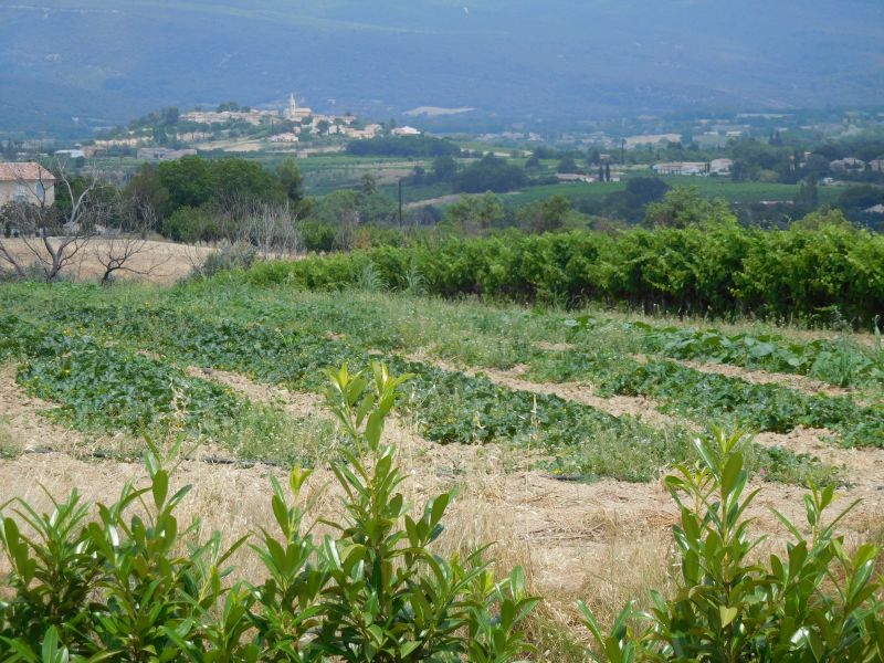 foto 19 Mietobjekt von Privatpersonen Apt maison Provence-Alpes-Cte d'Azur Vaucluse Ausblick aus der Ferienunterkunft