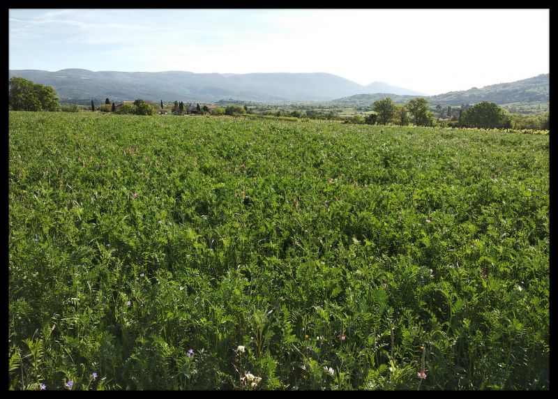 foto 8 Mietobjekt von Privatpersonen Apt maison Provence-Alpes-Cte d'Azur Vaucluse Ausblick aus der Ferienunterkunft