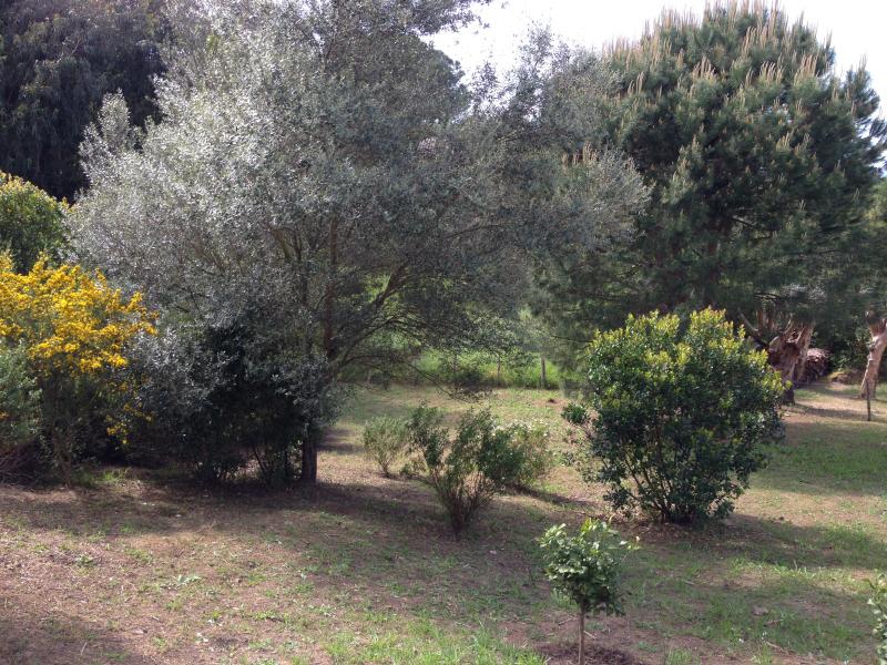 foto 24 Mietobjekt von Privatpersonen Porticcio maison Korsika Corse du Sud Garten