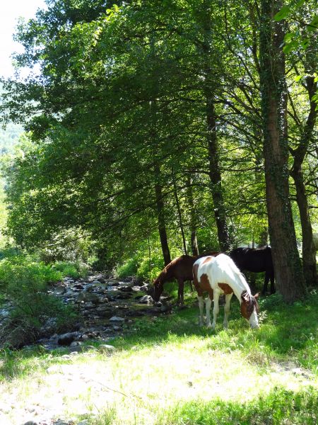 foto 19 Mietobjekt von Privatpersonen Tarascon sur Arige gite Pyrenen Arige Nahaufnahme