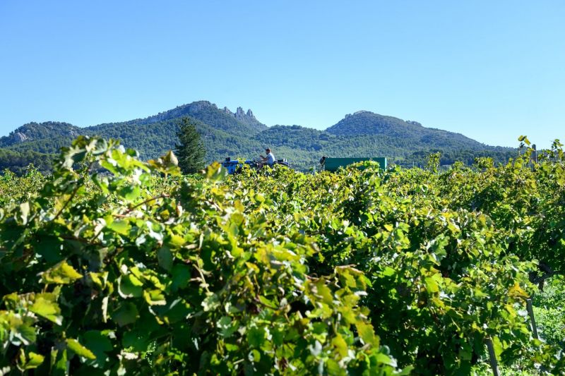 foto 7 Mietobjekt von Privatpersonen Vacqueyras gite Provence-Alpes-Cte d'Azur Vaucluse Ausblick aus der Ferienunterkunft