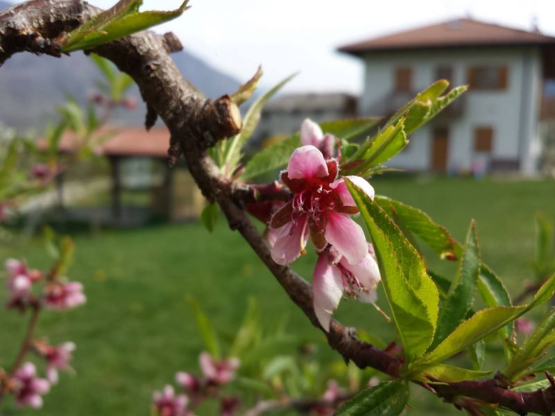 foto 12 Mietobjekt von Privatpersonen Levico Terme appartement Trentino-Sdtirol Trient (+Umland) Garten