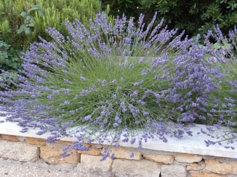 foto 25 Mietobjekt von Privatpersonen Aix en Provence maison Provence-Alpes-Cte d'Azur Bouches du Rhne Garten