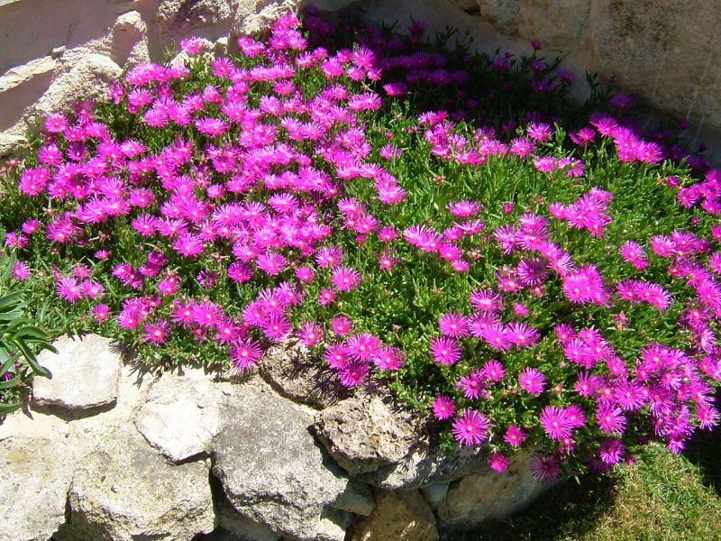 foto 21 Mietobjekt von Privatpersonen Aix en Provence maison Provence-Alpes-Cte d'Azur Bouches du Rhne Garten