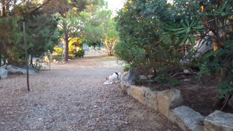 foto 3 Mietobjekt von Privatpersonen Villasimius villa Sardinien  Garten