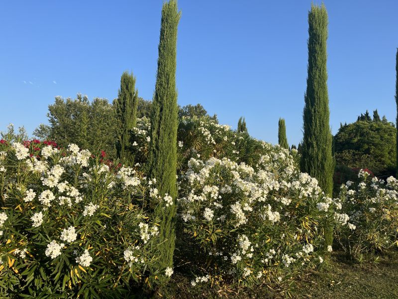 foto 15 Mietobjekt von Privatpersonen Saint Rmy de Provence maison Provence-Alpes-Cte d'Azur Bouches du Rhne Garten