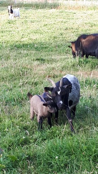 foto 17 Mietobjekt von Privatpersonen Vire gite Basse-Normandie Calva Nahaufnahme