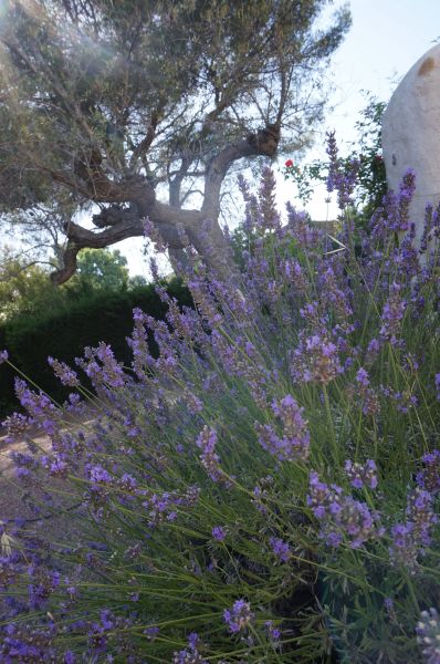 foto 21 Mietobjekt von Privatpersonen Saint Raphael villa Provence-Alpes-Cte d'Azur Var Garten