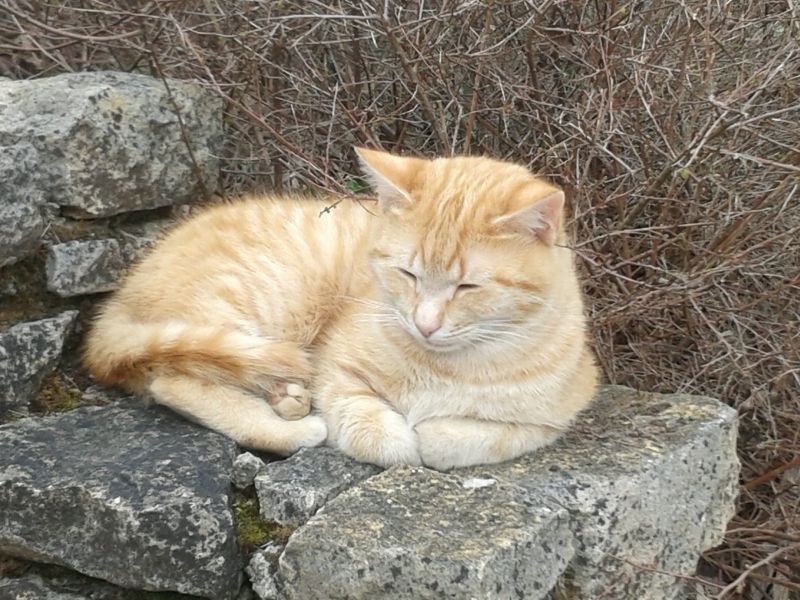 foto 17 Mietobjekt von Privatpersonen Montignac sur Vzre (Grottes de Lascaux) gite Aquitanien Dordogne